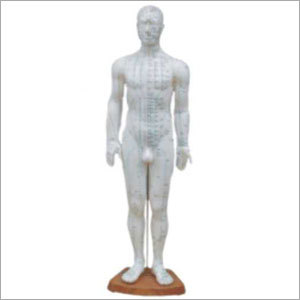 Acupuncture Model - Male Full Body - 60 cm 