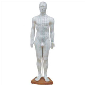 Pvc. Acupuncture Model - Male Full Body - 60 Cm