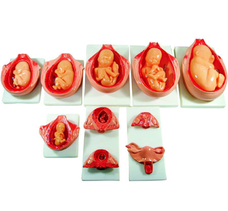 The Development Process for Fetus - Natural Size Red On Base | 10-Part Educational Model Showing Relationship