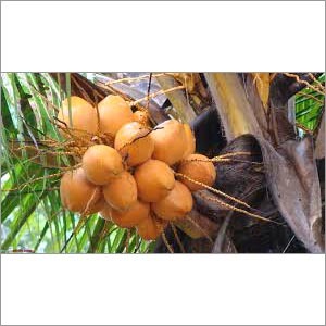 Orange Tender Coconut