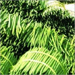 Fresh Moringa