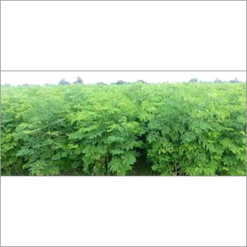 Fresh Moringa Leaves