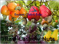 Raw Cashew Nuts