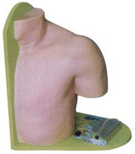 Shoulder Joint Intracavitary Injection Model