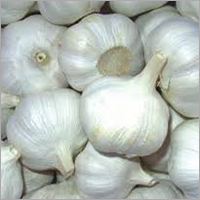 Organic Garlic