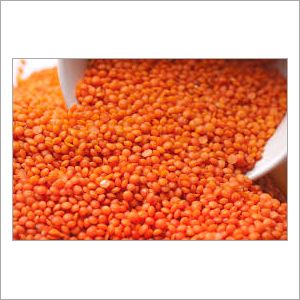 Red Lentil