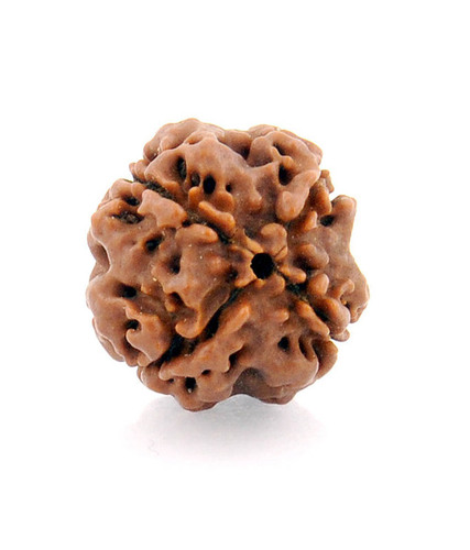 4 Mukhi Rudraksha