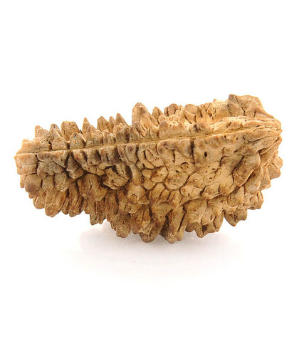 One Mukhi Kaju Dana