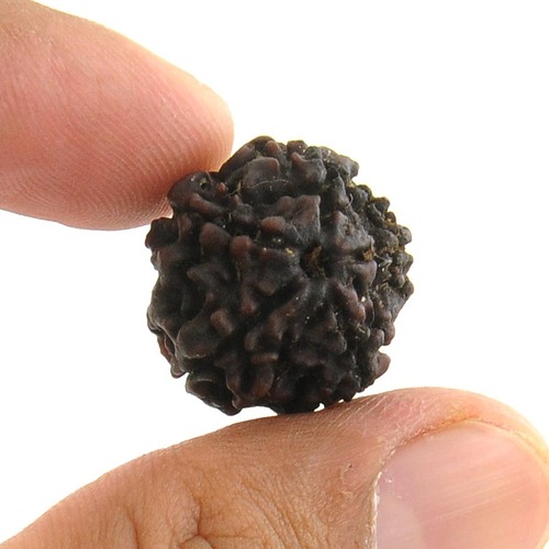 5 Mukhi Rudraksha