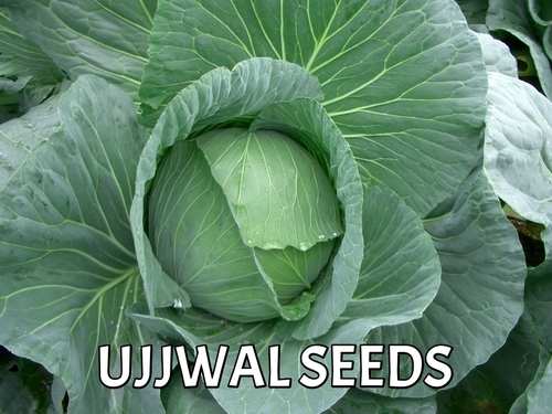 CABBAGE HYB. SUBH-65