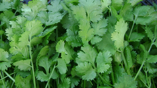 CORIANDER AJIT US-7