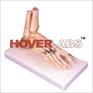Skelton Model of Human Foot - Hard Cast, 1:1 Scale, Off-White | Fixed Base, Numbered Bones, Anatomical Detail
