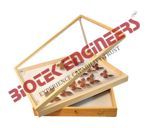 Insect Display & Storage Showcase