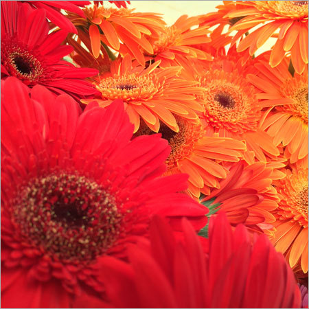 CUT FLOWER GERBERA