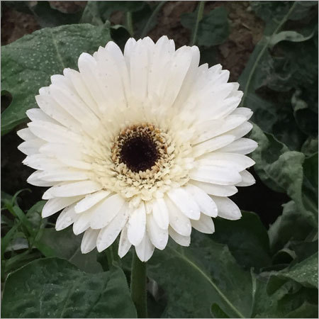 CUT FLOWER GERBERA