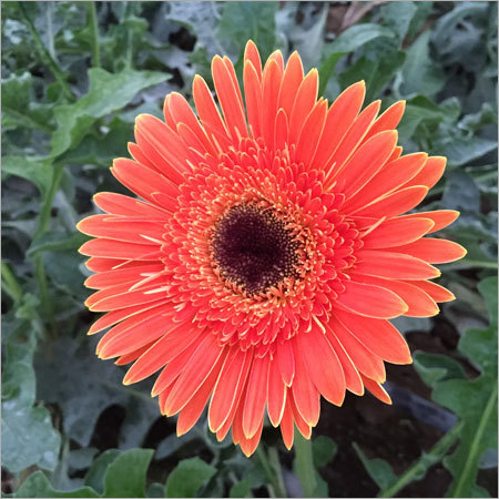 CUT FLOWER GERBERA