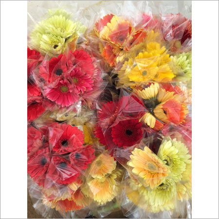 CUT FLOWER GERBERA