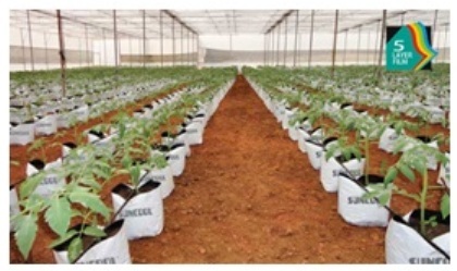 Open Top & Grow Bags