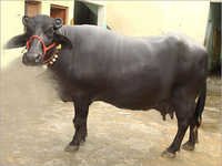 Murrah Black Buffalo
