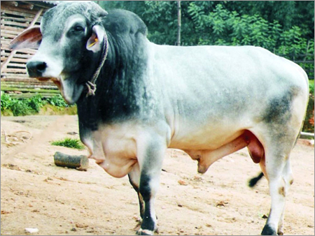 Indian Tharparkar Cow