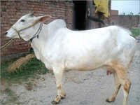 Haryana Diary Cow