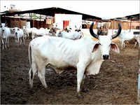 Haryana White Cow