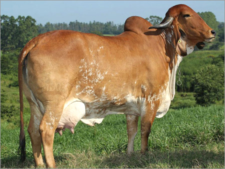 Original GIR Cow