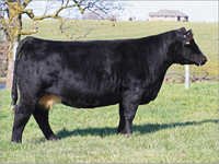 Black Hiffer Cow