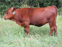 Hiffer Rathi Cow