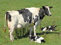 Holstein Friesian Dairy Cows