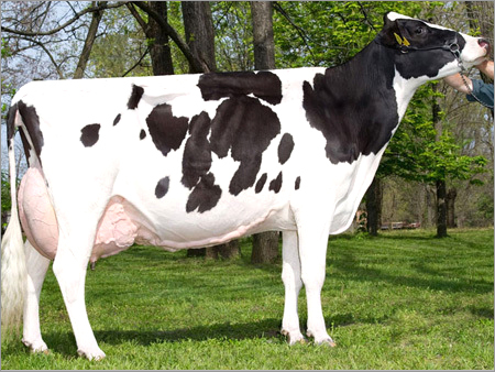 New Zeland Holstein Friesian Cows