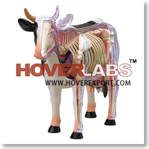 ANATOMICAL PLASTIC MODELS FOR DIFFERENT DOMESTIC ANIMAL SPECIES