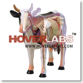 Anatomical Plastic Models For Different Domestic Animal Species