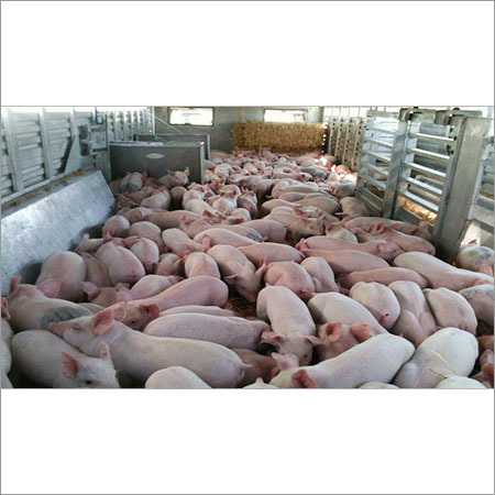 Piggery Farming