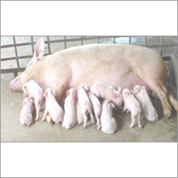 Farm Pig