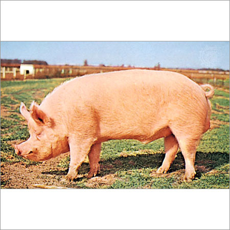 Pork Farming