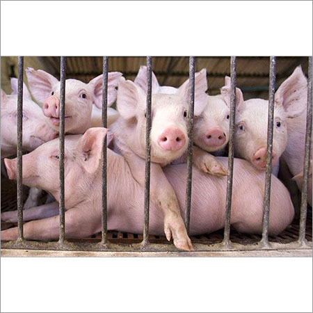 Pig Farm