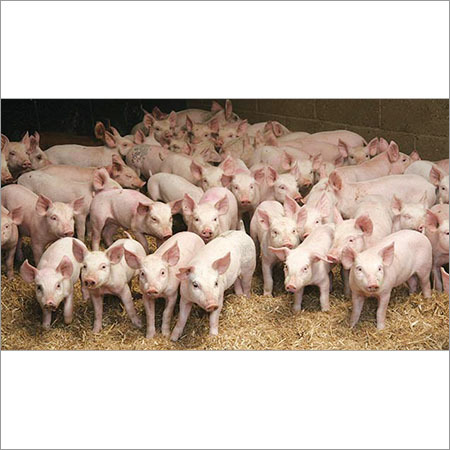 Modern Pig Farming