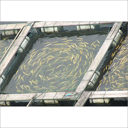 Pond Fish Farming