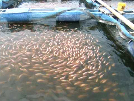 Fish Farming