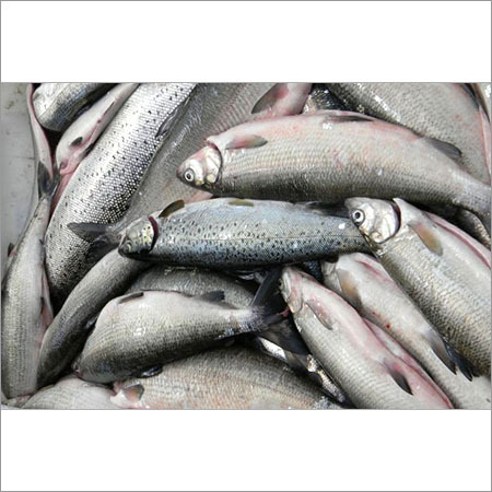 Commercial Fish Farming