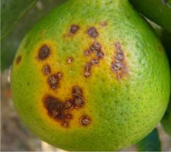 Bactericide