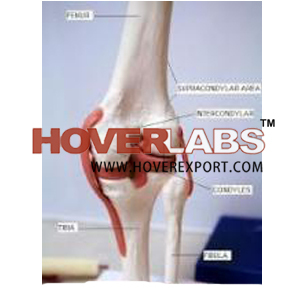 Knee Joint