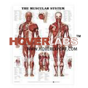 CHARTS, HUMAN PHYSIOLOGY