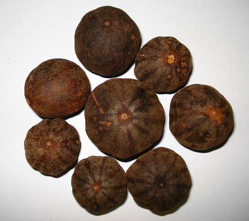 Dried Lemon