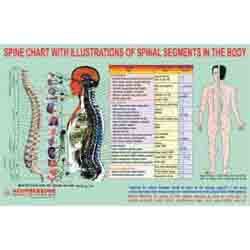 ACP Spine Chart - Spinal Segments 