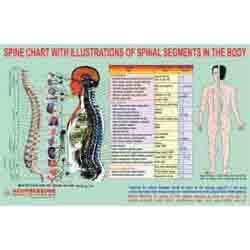 ACP Spine Chart - Spinal Segments