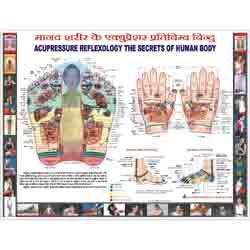 ACP Reflexology Chart - Hindi 18 