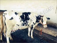 Holstein Friesian Cow