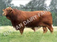 Dairy Hf Bull
